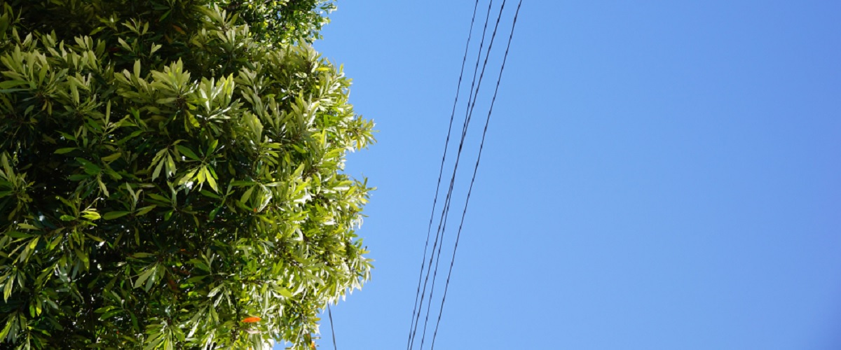 Prévention des risques liés aux arbres proches des lignes électriques